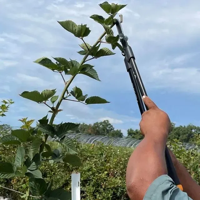 thumbnail for publication: Floricane Blackberry Pruning Guide for Florida